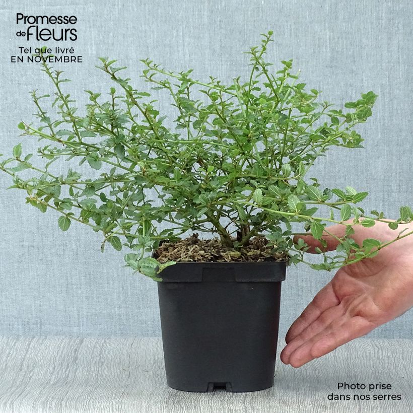 Céanothe prostratus - Céanothe prostré en pot de 4L/5L sample as delivered in autumn