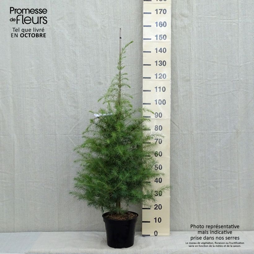 Cèdre de l'Himalaya - Cedrus deodara en pot de 15L sample as delivered in autumn