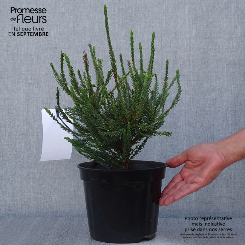 Cryptomeria japonica Araucarioides - Cèdre du Japon en pot sample as delivered in autumn