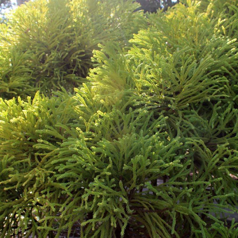 Cryptomeria japonica Globosa Nana (Foliage)