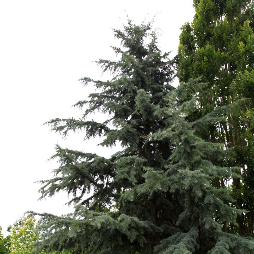 Cedrus deodara Karl Fuchs - Himalayan Cedar (Plant habit)