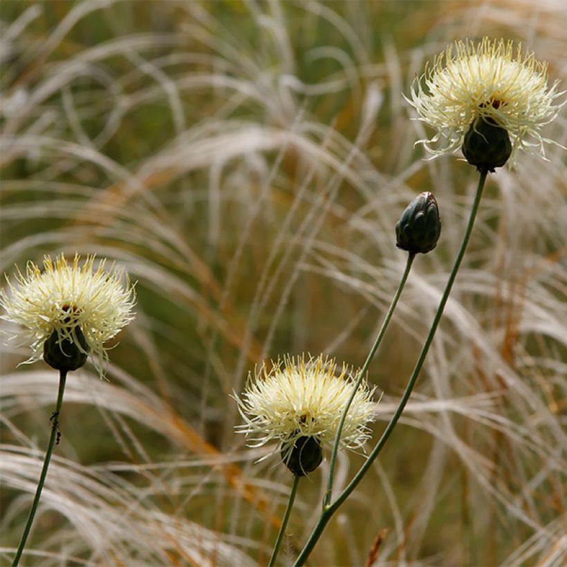 Centaurea ruthenica (Flowering)