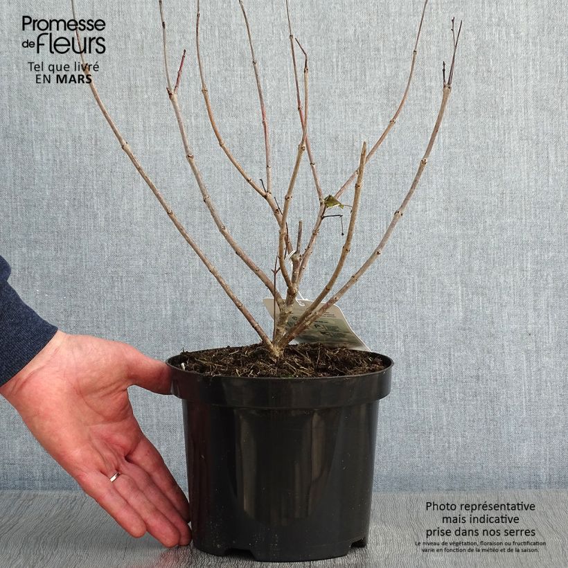 Cephalanthus occidentalis - Bois-bouton Pot de 3L/4L sample as delivered in winter