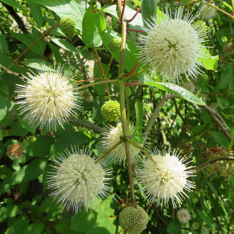 Cephalanthus occidentalis Moonlight Fantasy (Flowering)