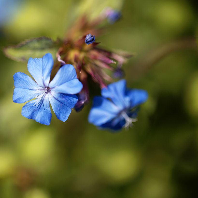 Ceratostigma griffithii (Flowering)