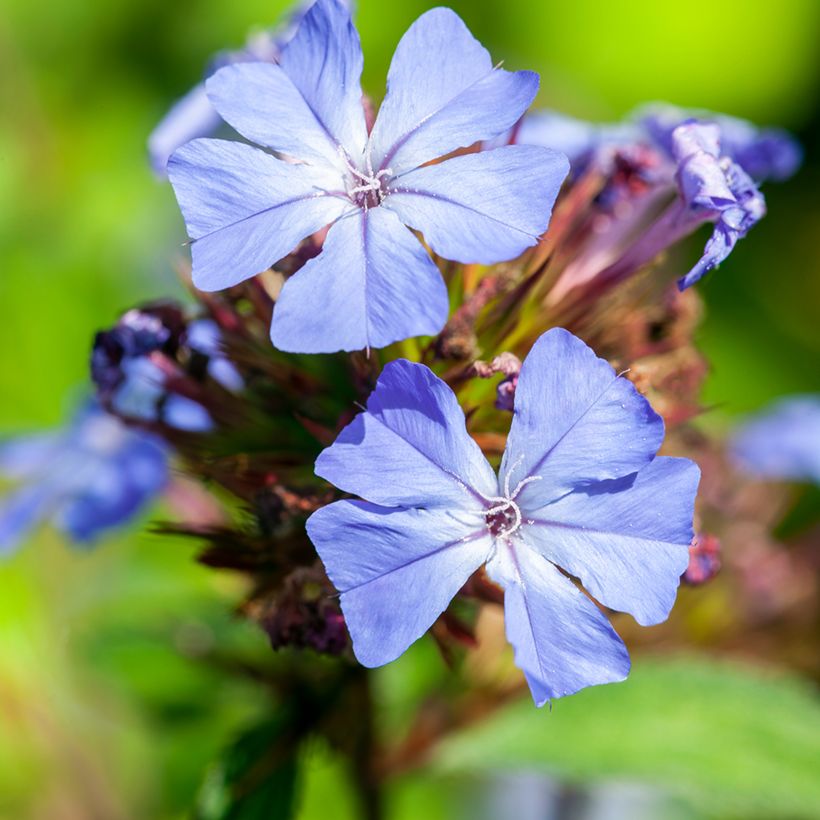 Ceratostigma willmottianum (Flowering)