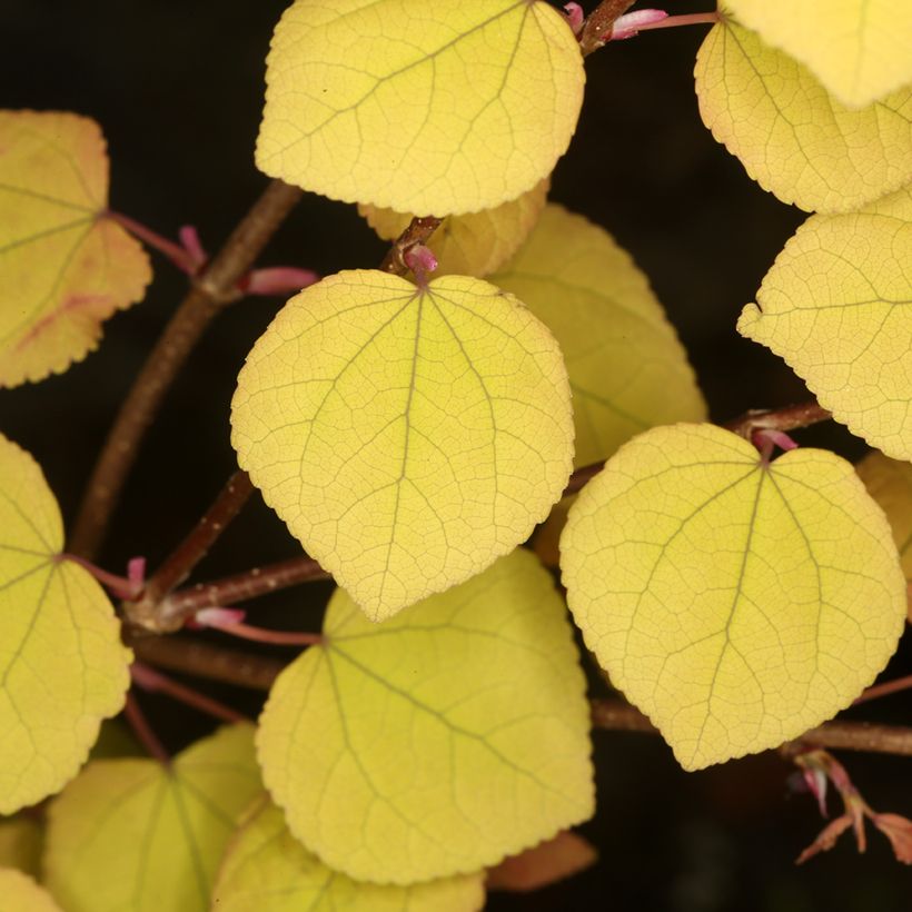 Cercidiphyllum japonicum Ra - Katsura tree (Foliage)