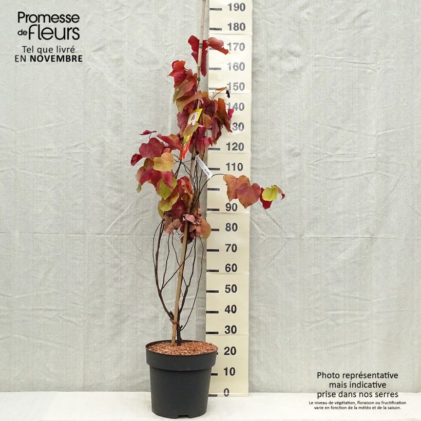 Cercis canadensis Eternal Flame - Gainier du Canada Pot de 16.5L sample as delivered in autumn