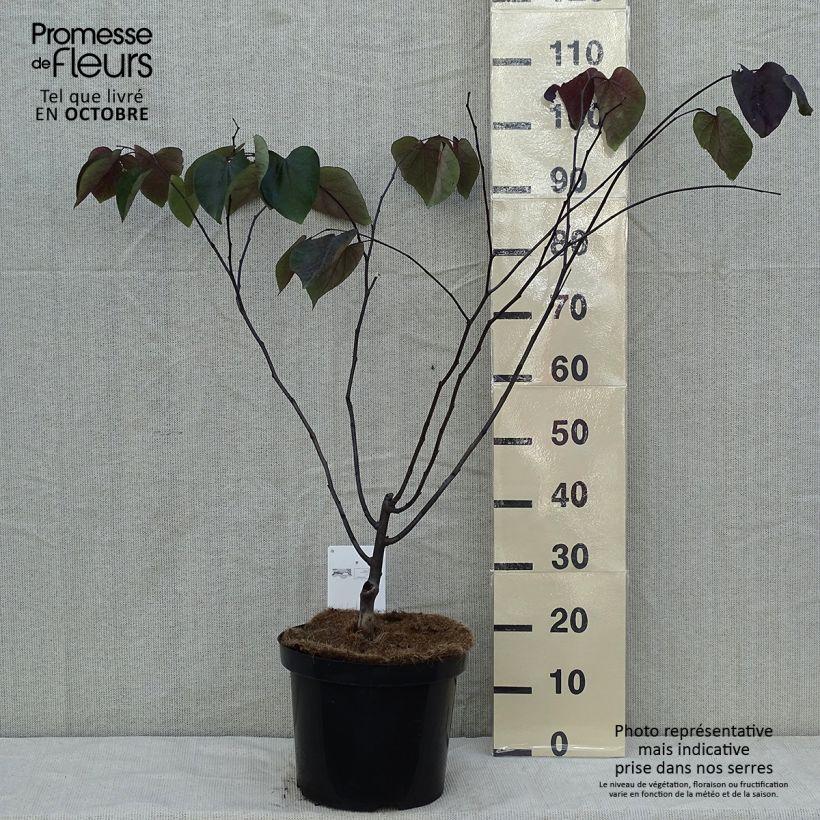 Cercis canadensis Forest Pansy en pot de 10L. sample as delivered in autumn