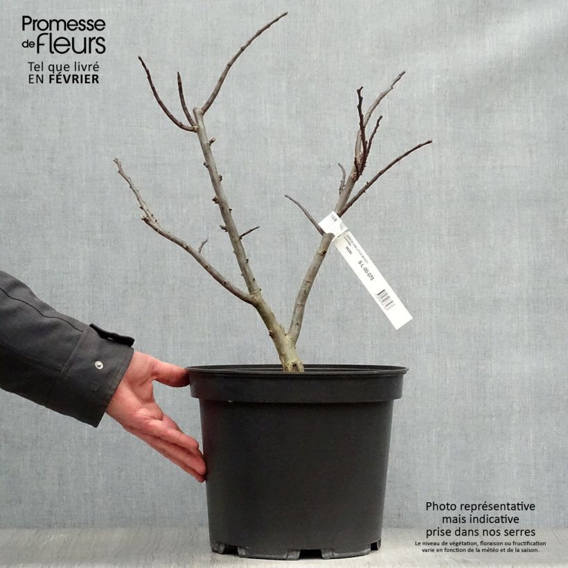 Cercis canadensis Little Woody - Gainier du Canada Pot de 6L/7L sample as delivered in winter