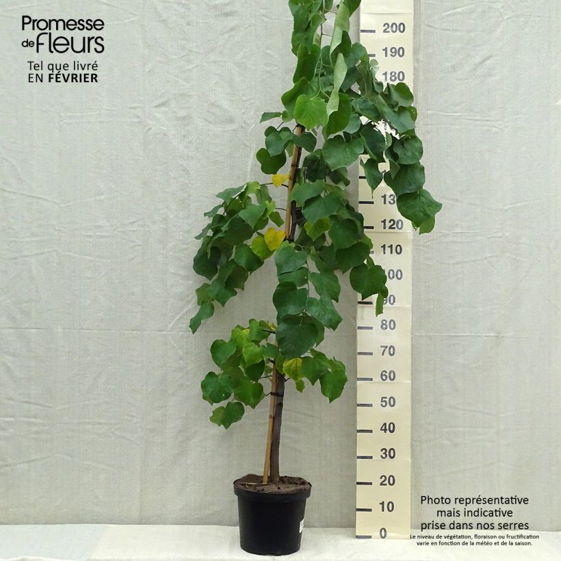 Cercis canadensis Vanilla Twist - Gainier du Canada pleureur blanc en pot de 7,5L/10L sample as delivered in autumn