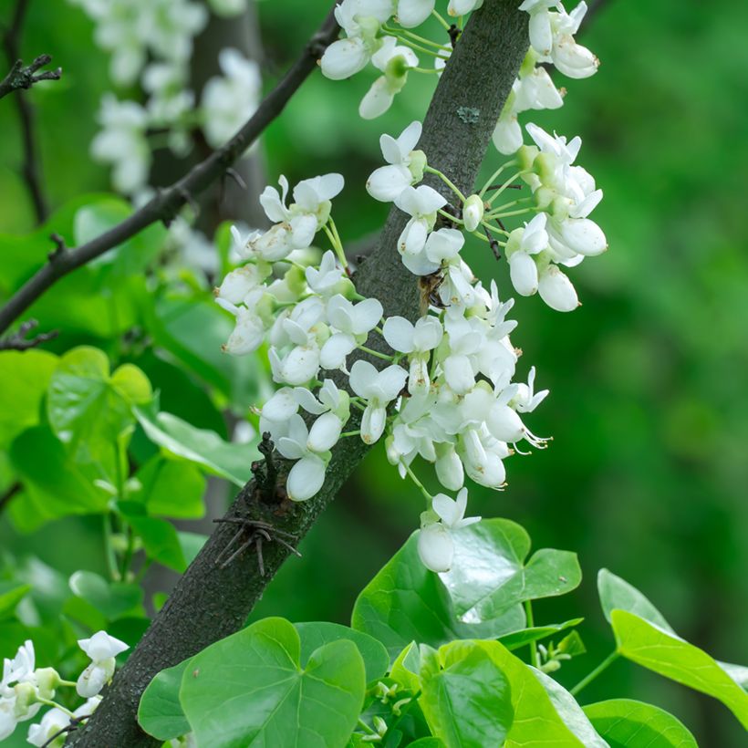 Cercis chinensis Shirobana - Chinese Redbud (Flowering)