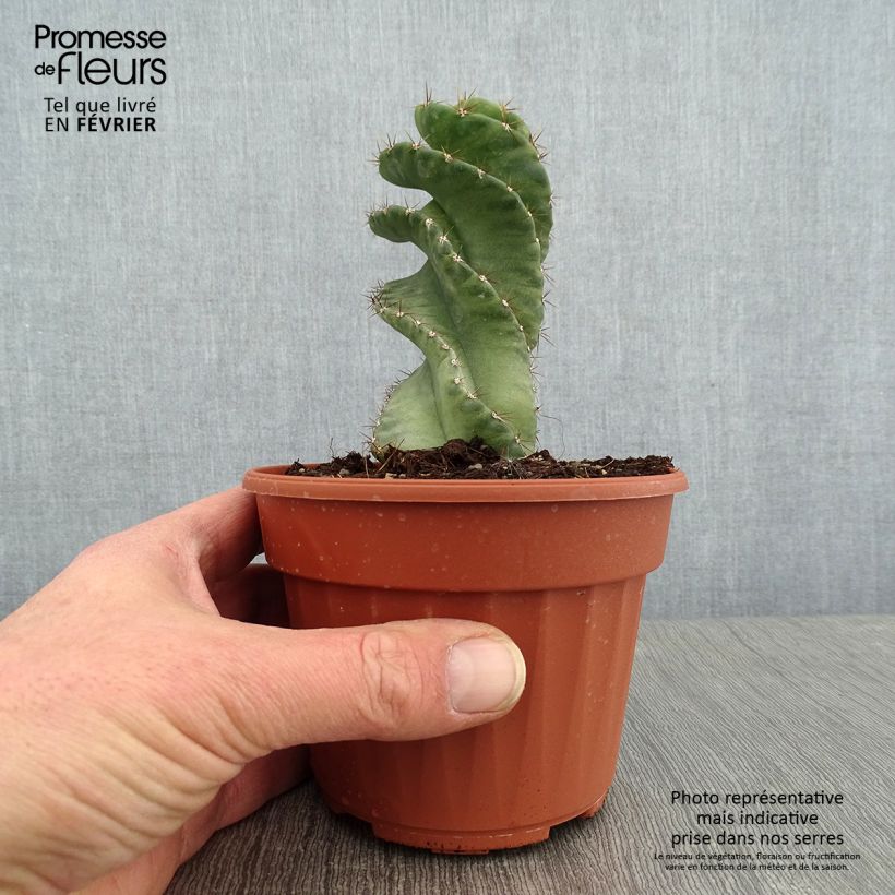 Cereus forbesii Spiralis Pot de 13 cm sample as delivered in winter