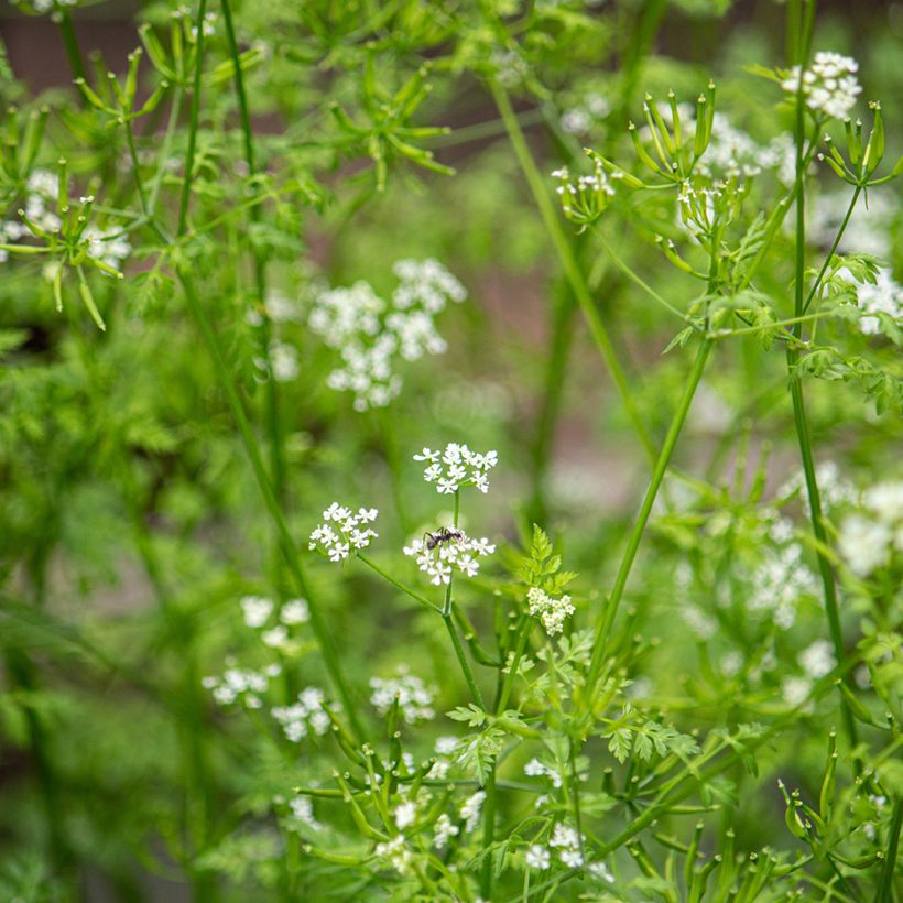 Common Chervil - Anthriscus cerefolium (Flowering)