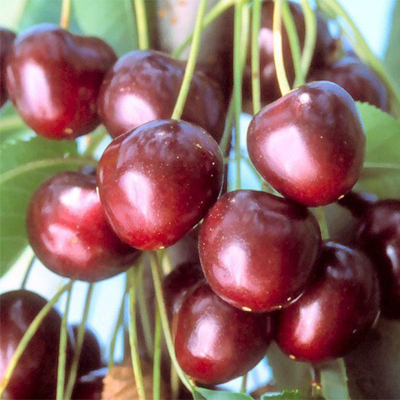 Prunus cerasus Bigarreau Early van Compact - Tart Cherry Tree (Harvest)