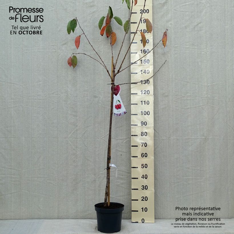 Cerisier Bigarreau Sunburst - Prunus cerasus Demi-tige en pot de 7,5l/10l sample as delivered in autumn