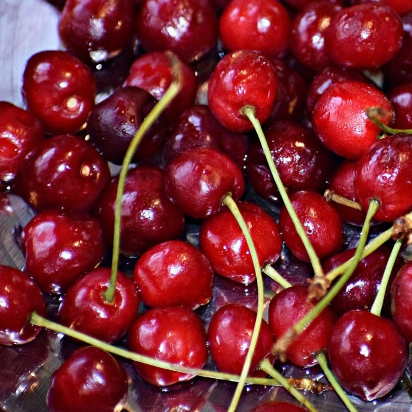 Prunus cerasus Griotte du Nord - Tart Cherry Tree (Harvest)