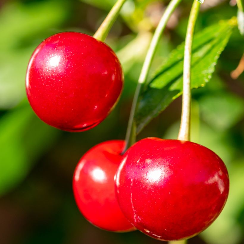 Prunus cerasus Maynard - Tart Cherry (Harvest)