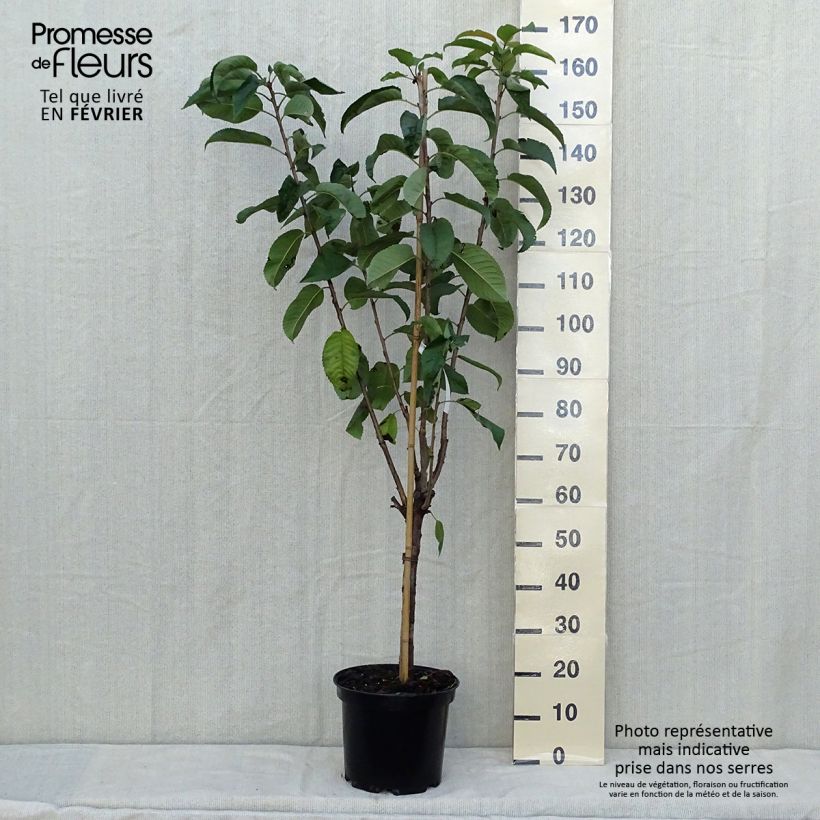 Cerisier Rainier - Prunus cerasus Pot de 7,5L/10L sample as delivered in autumn