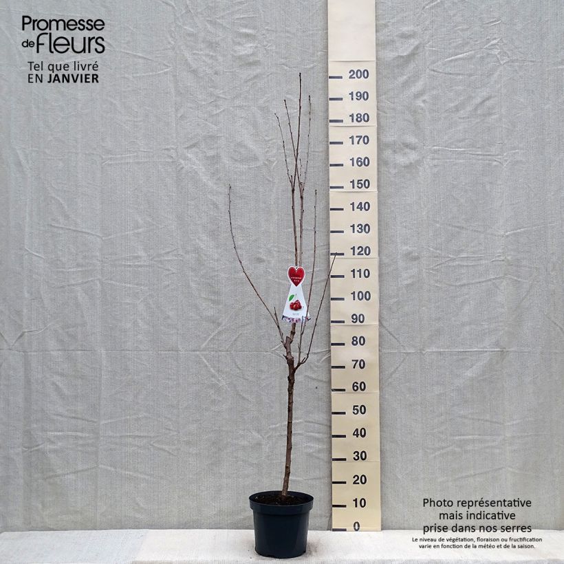 Cerisier Schneiders Späte Knorpelkirsche - Prunus avium Demi-tige en pot de 7,5l/10l sample as delivered in winter