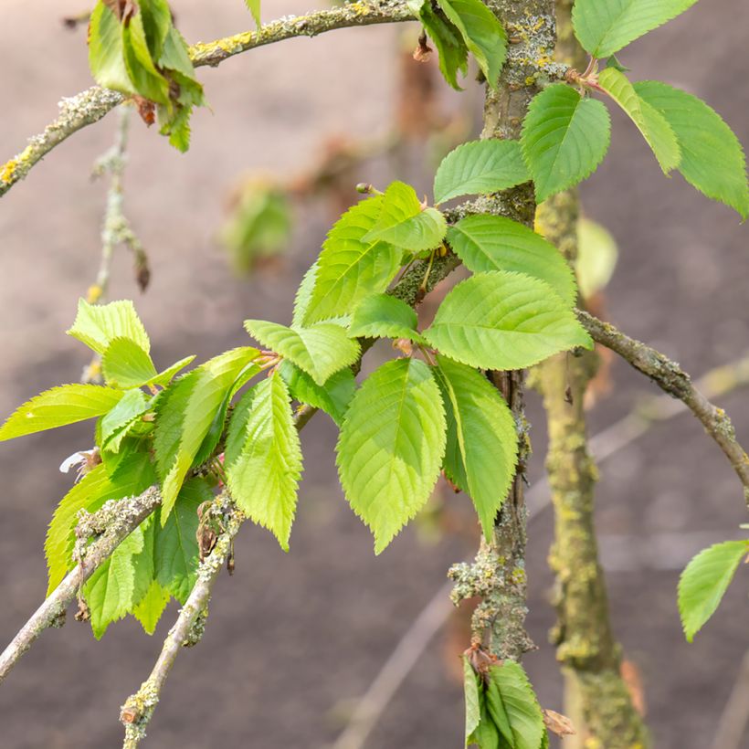 Prunus Snow Fountains - Cherry (Foliage)