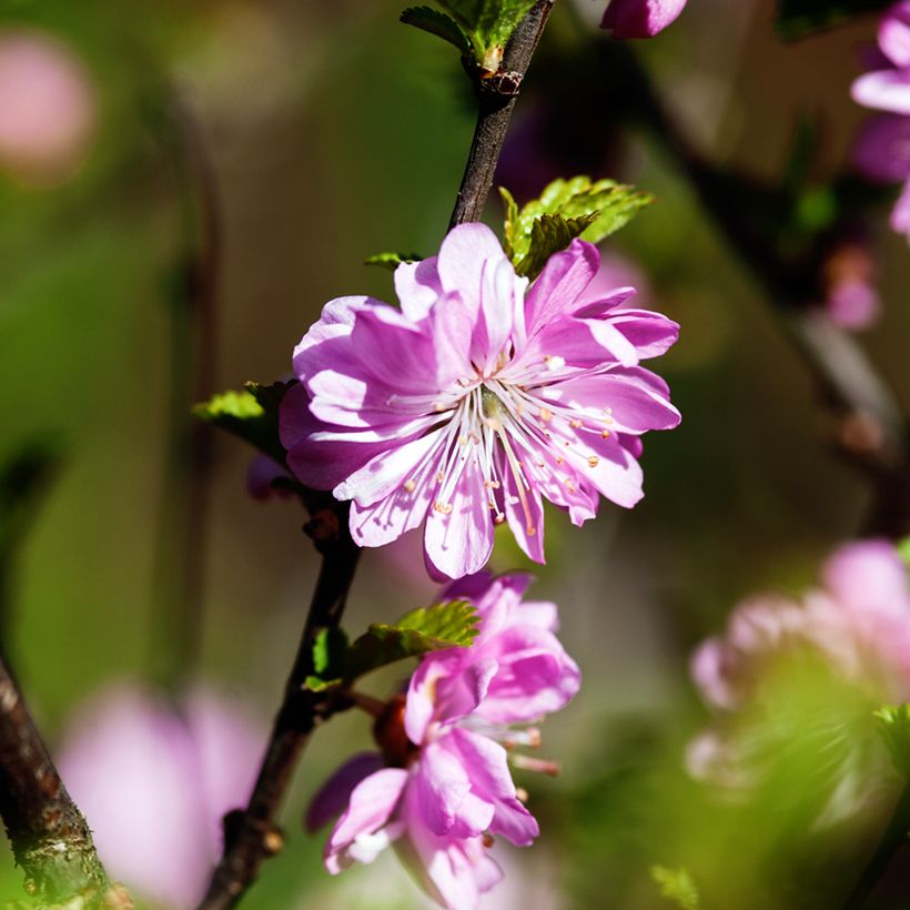 Prunus glandulosa Rosea Plena - Dwarf flowering Almond (Flowering)