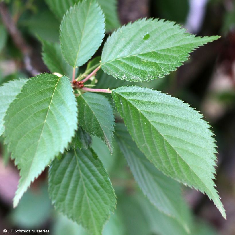 Prunus First Blush - Ornemental Cherry Tree (Foliage)