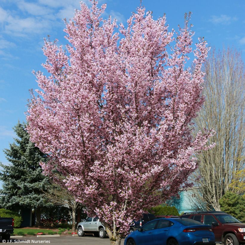 Prunus First Blush - Ornemental Cherry Tree (Plant habit)