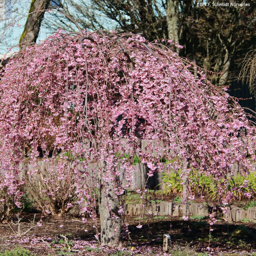 Prunus Pink Cascade - Wheeping Cherry Tree (Plant habit)