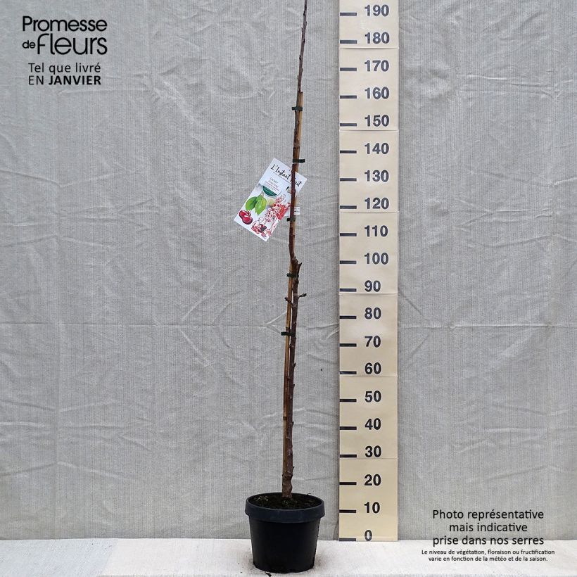 Cerisier colonnaire Hong Kong - Prunus cerasus Pot de 6L/7L sample as delivered in winter