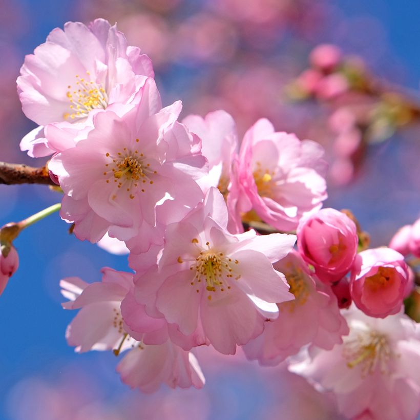 Prunus Accolade - Cherry (Flowering)