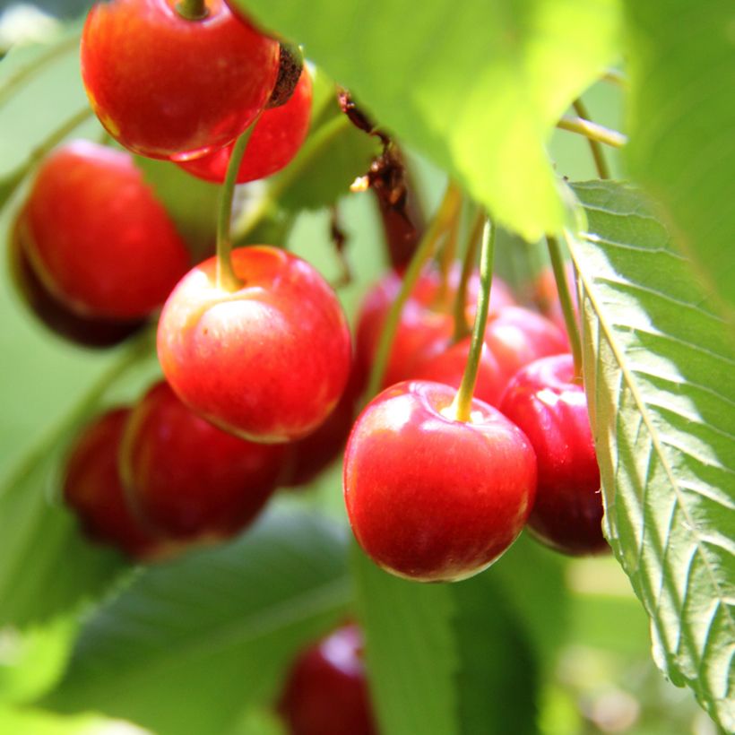 Prunus cerasus Griotte de Montmorency pleureur - Tart Cherry Tree (Harvest)