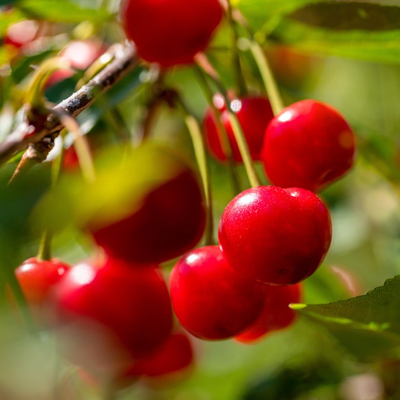 Prunus cerasus Semperflorens - Morello Cherry Tree (Harvest)