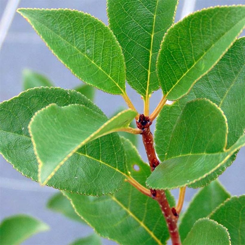 Dwarf Cherry Tree Cherry Boop (Foliage)