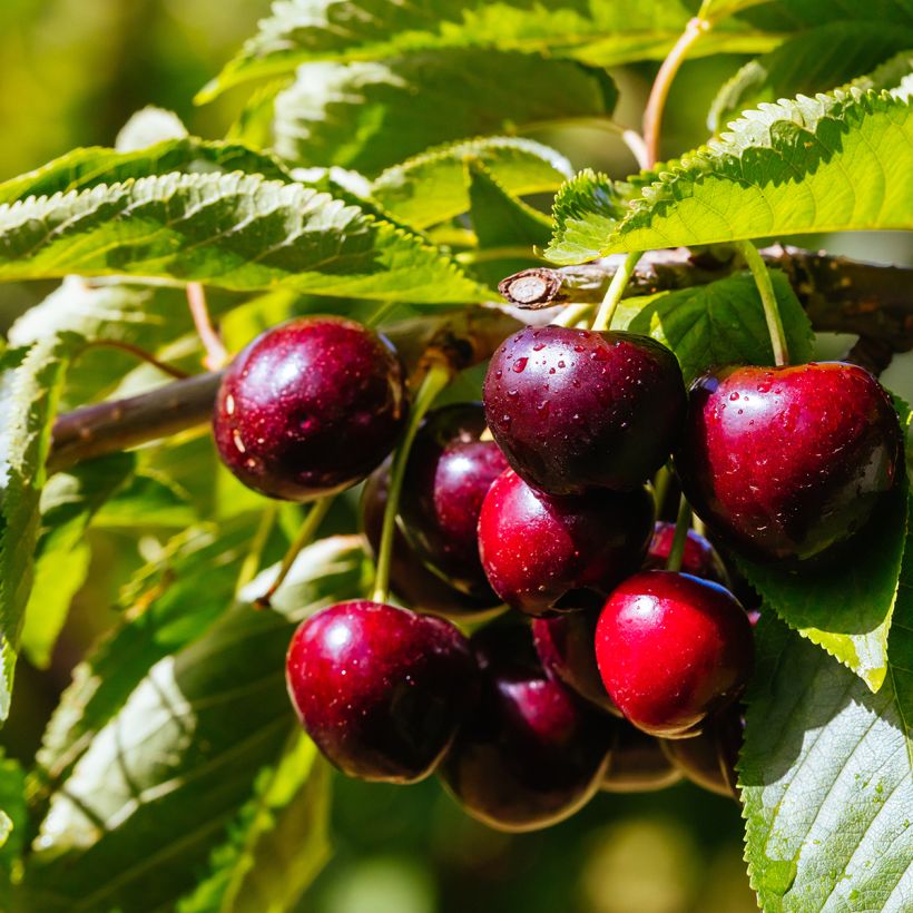 Prunus cerasus Fruit Me Cherry Me Lapins - Tart Cherry Tree (Harvest)