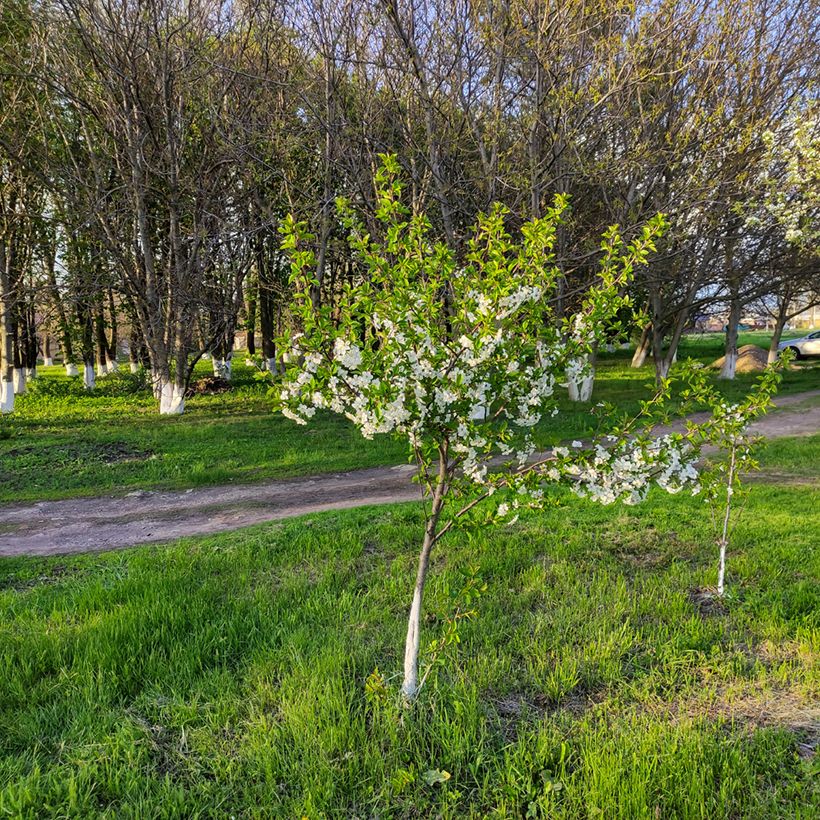 Prunus cerasus Stella - Tart Cherry (Plant habit)