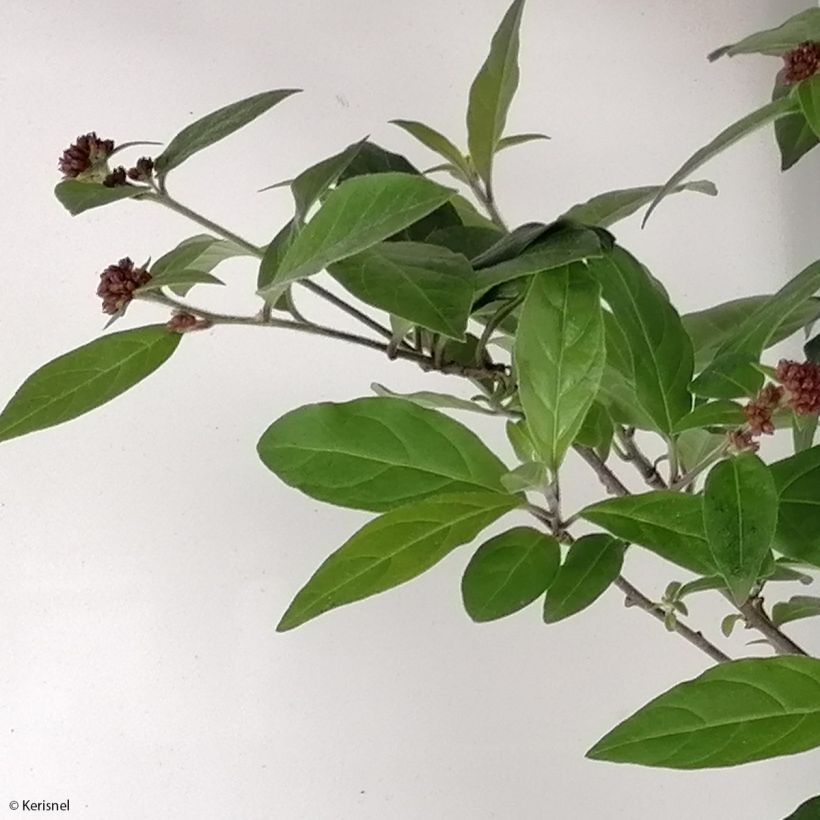 Cestrum elegans Rubrum (Foliage)