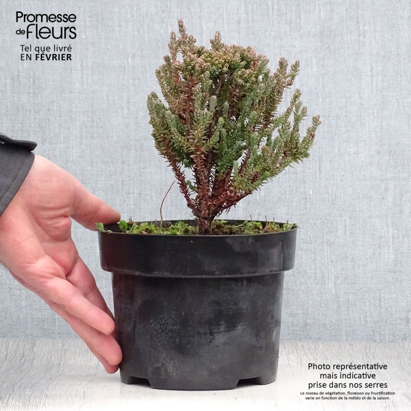 Chamaecyparis thyoides Blue Rock Pot de 2L/3L sample as delivered in winter