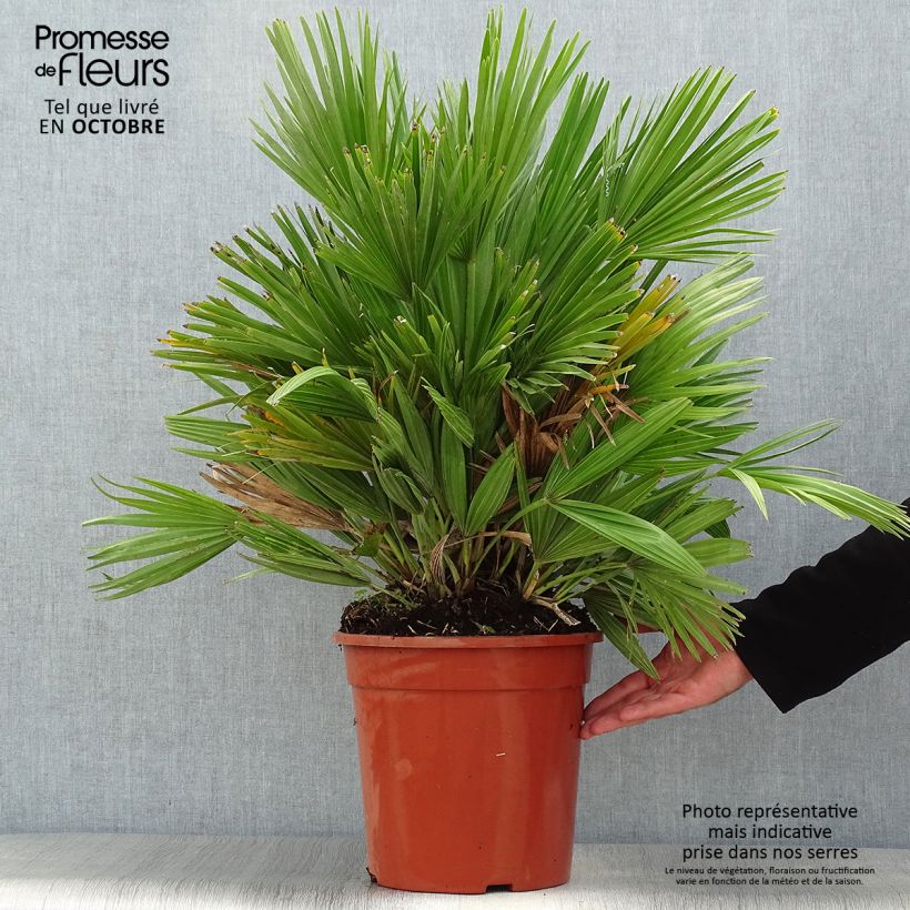 Chamaerops humilis Compacta - Palmier nain pot de 7L sample as delivered in autumn