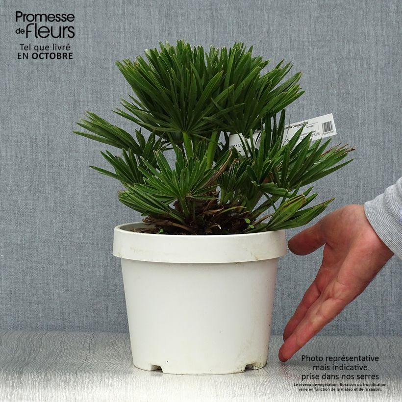 Chamaerops humilis Compacta - Palmier nain pot de 3L sample as delivered in autumn