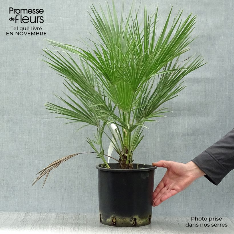 Chamaerops humilis - Palmier nain pot de 7L sample as delivered in autumn