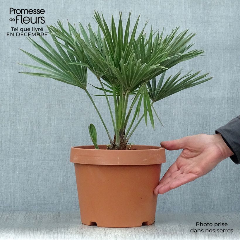 Chamaerops humilis Vulcano - Palmier nain en pot de 4/5 litres sample as delivered in winter