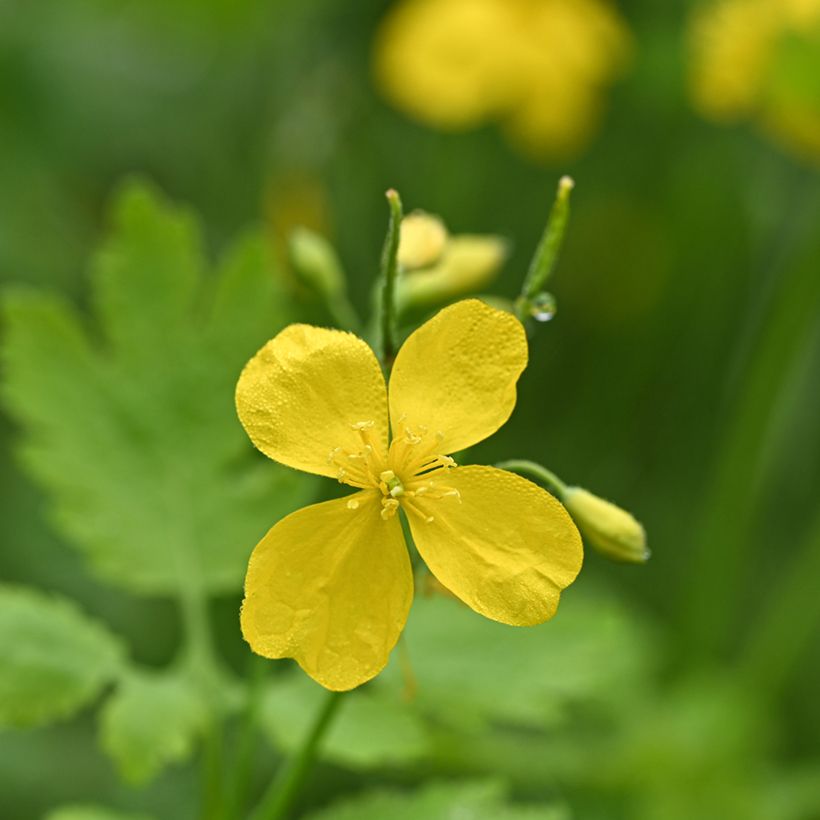 Chelidonium majus (Flowering)