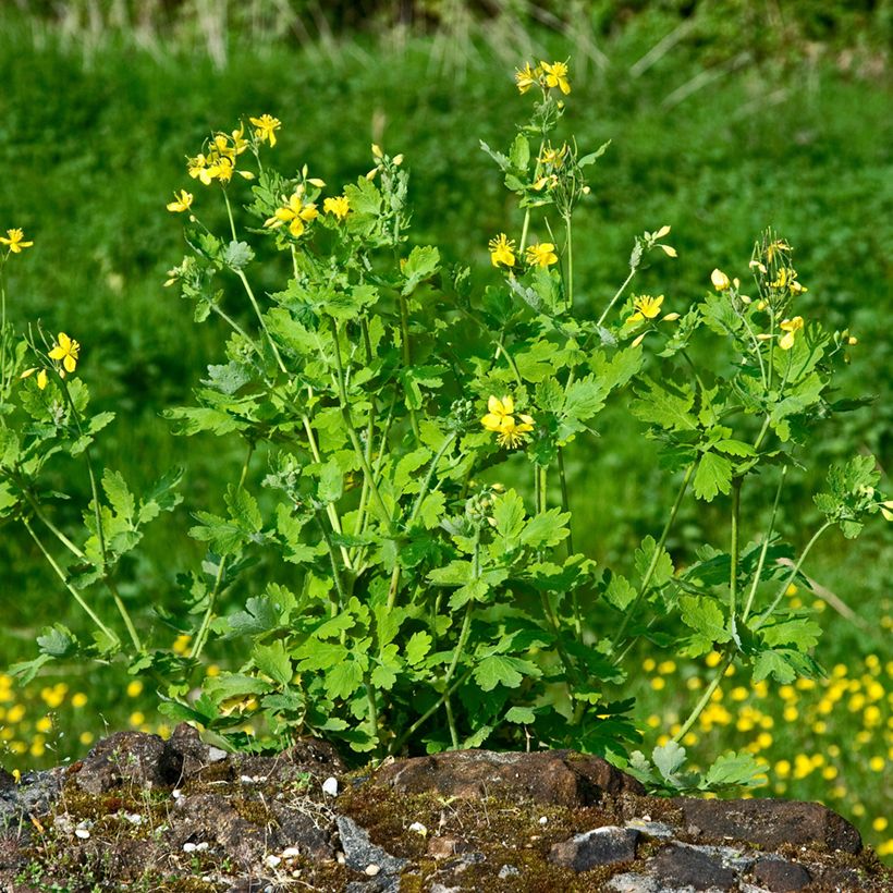 Chelidonium majus (Plant habit)