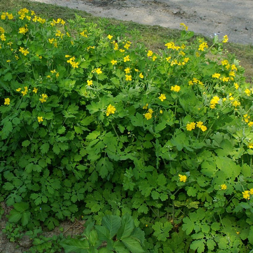 Chelidonium majus Flore Pleno (Plant habit)