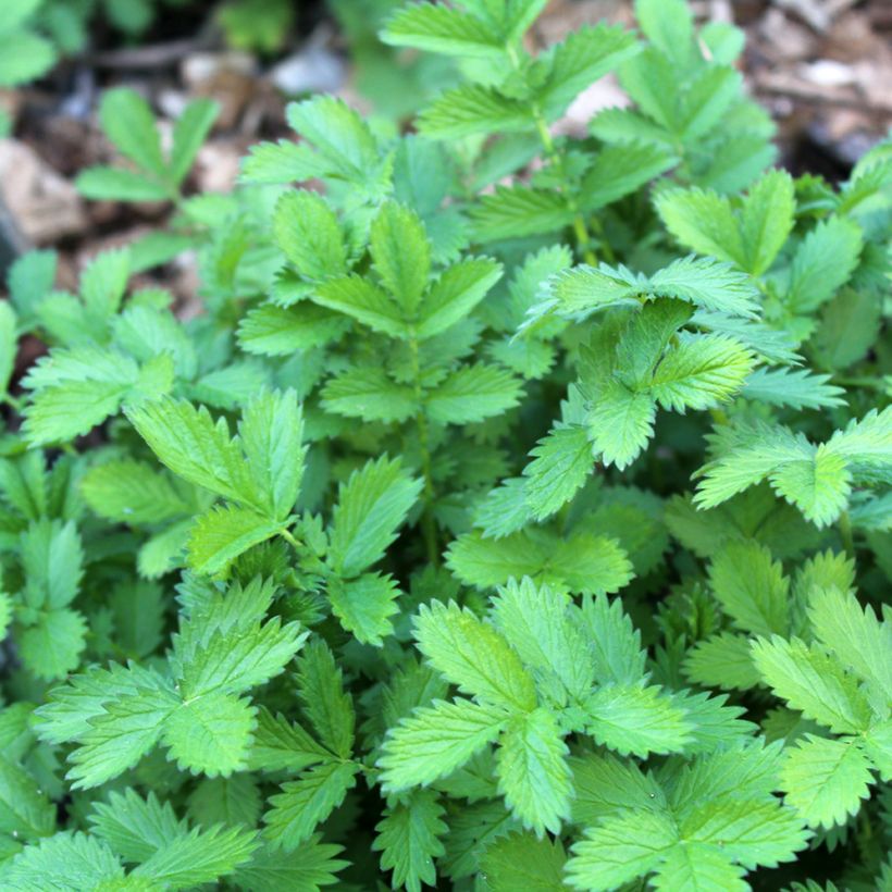 Chelidonium majus Flore Pleno (Foliage)