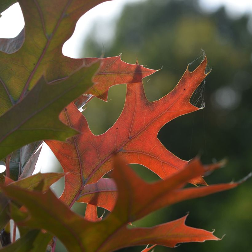 Quercus palustris Green Pillar - Pin Oak (Foliage)