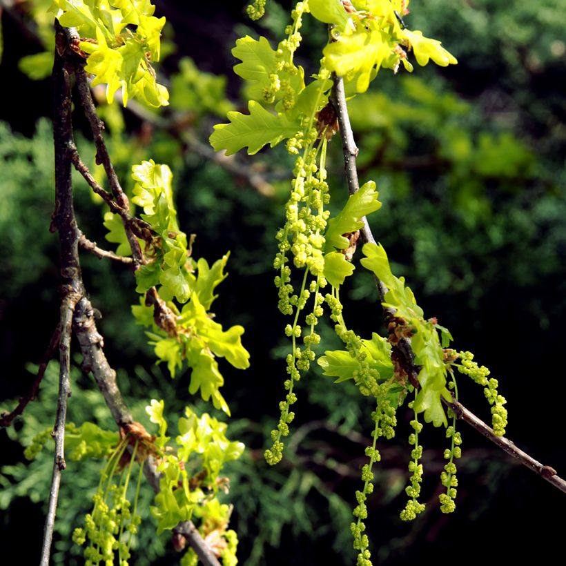 Quercus petraea - Sessile Oak (Flowering)