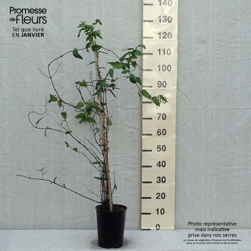 Chèvrefeuille - Lonicera delavayi en pot de 4/5L sample as delivered in winter