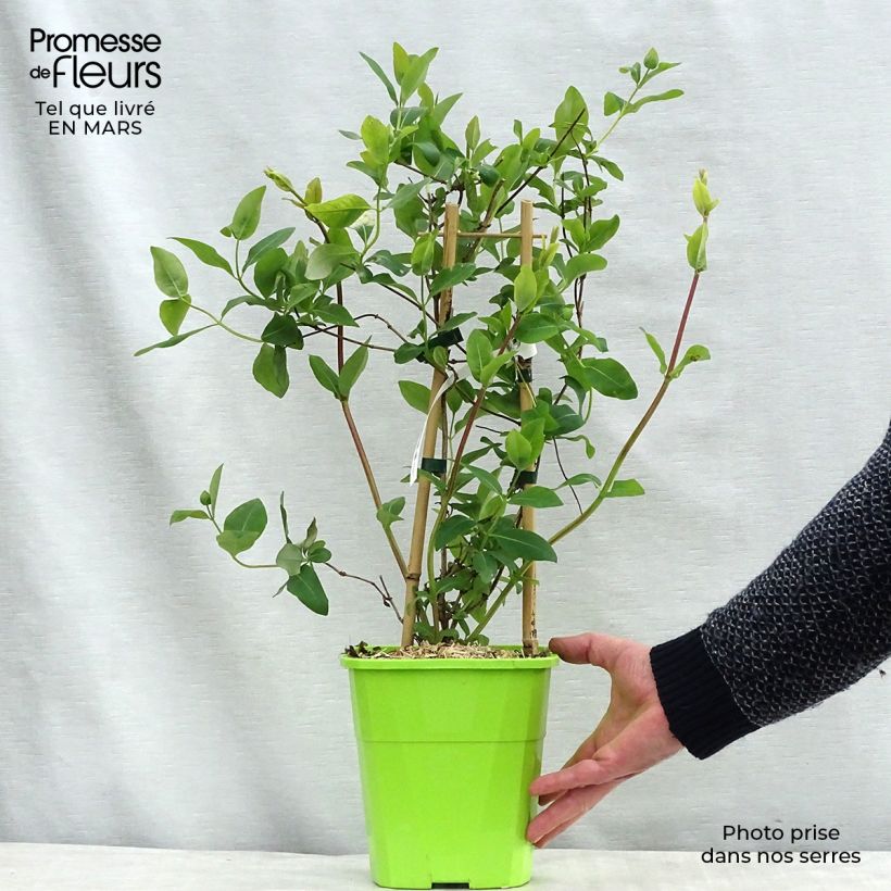 Chèvrefeuille du Japon Sweet Isabel - Lonicera japonica Pot de 3L/4L sample as delivered in winter